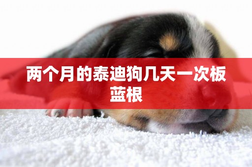 兩個月的泰迪狗幾天一次板藍根