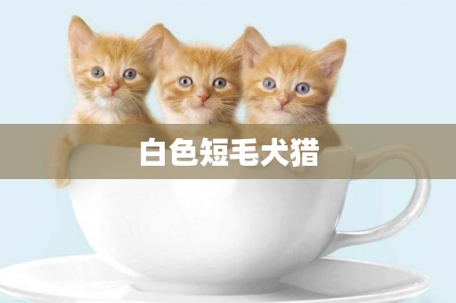 白色短毛犬獵