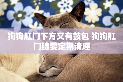 狗狗肛門下方又有鼓包 狗狗肛門腺要定期清理