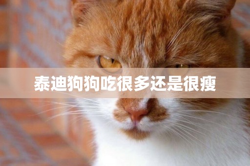 泰迪狗狗吃很多還是很瘦