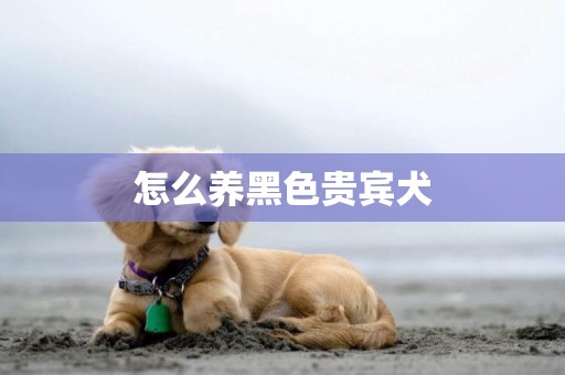 怎么養黑色貴賓犬