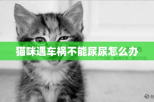 貓咪遇車禍不能尿尿怎么辦