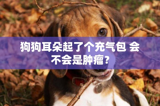 狗狗耳朵起了個充氣包 會不會是腫瘤？