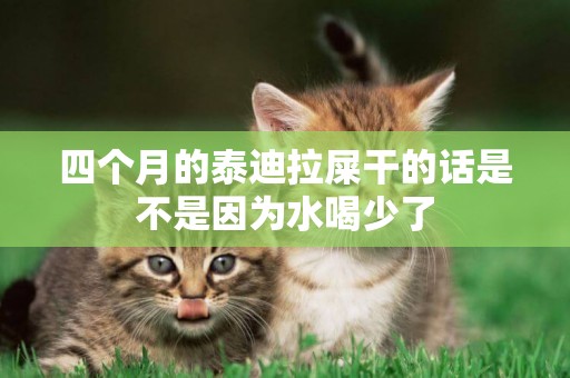 四個月的泰迪拉屎干的話是不是因為水喝少了