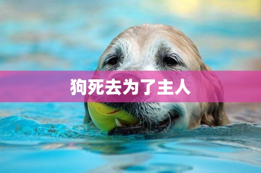 狗死去為了主人