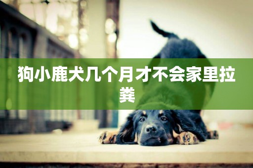狗小鹿犬幾個月才不會家里拉糞