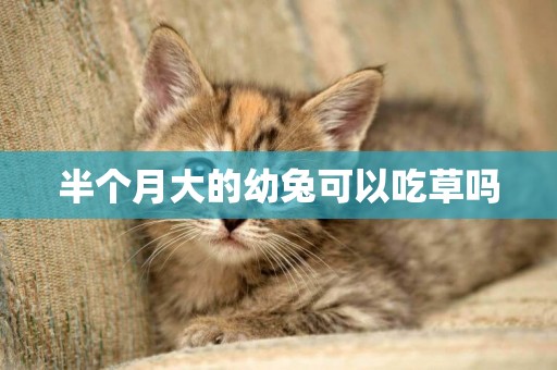 半個月大的幼兔可以吃草嗎