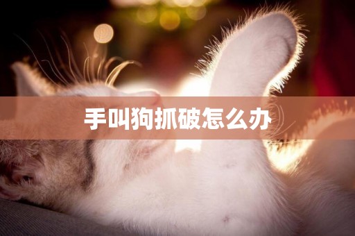 手叫狗抓破怎么辦