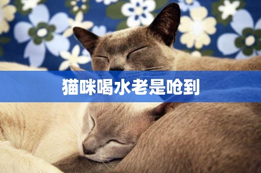 貓咪喝水老是嗆到