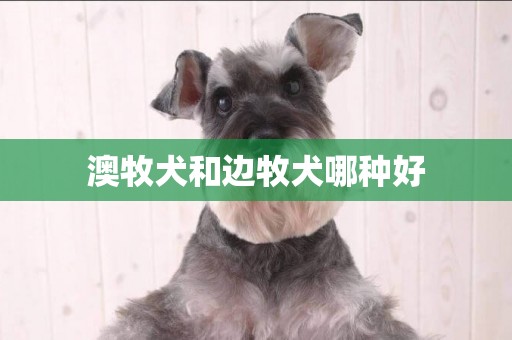 澳牧犬和邊牧犬哪種好