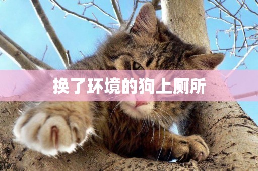 換了環境的狗上廁所