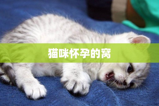 貓咪懷孕的窩