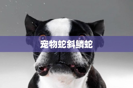 寵物蛇斜鱗蛇