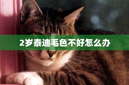 2歲泰迪毛色不好怎么辦