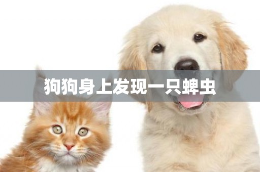 狗狗身上發現一只蜱蟲