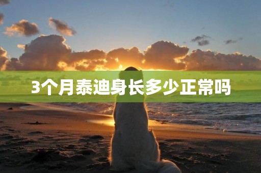 3個月泰迪身長多少正常嗎