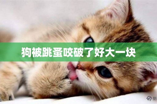 狗被跳蚤咬破了好大一塊