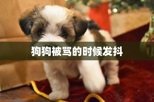 狗狗被罵的時候發抖