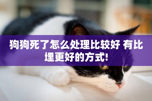 狗狗死了怎么處理比較好 有比埋更好的方式!
