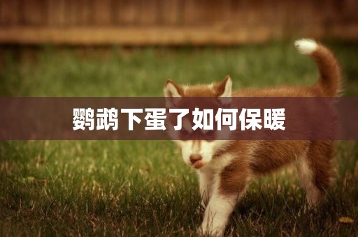 鸚鵡下蛋了如何保暖