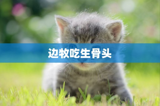 邊牧吃生骨頭