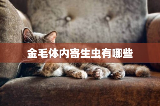 金毛體內寄生蟲有哪些