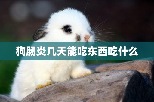 狗腸炎幾天能吃東西吃什么