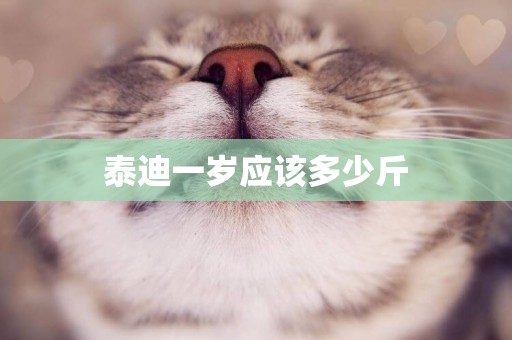 泰迪一歲應該多少斤