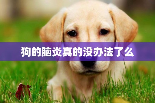 狗的腦炎真的沒辦法了么