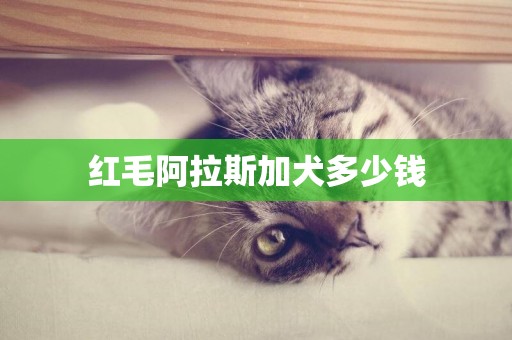 紅毛阿拉斯加犬多少錢