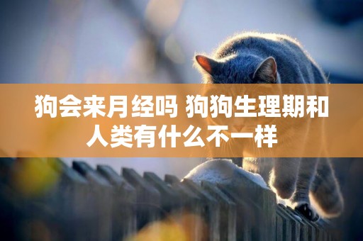 狗會來月經嗎 狗狗生理期和人類有什么不一樣