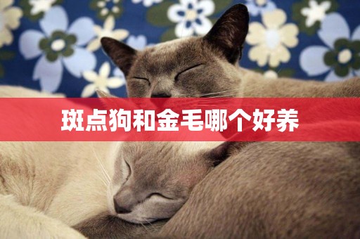 斑點狗和金毛哪個好養