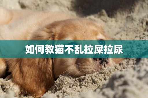 如何教貓不亂拉屎拉尿