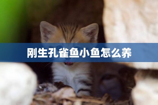 剛生孔雀魚小魚怎么養