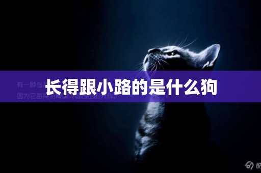 長得跟小路的是什么狗