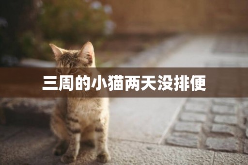 三周的小貓兩天沒排便