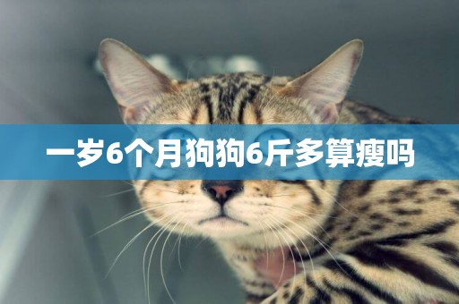 一歲6個月狗狗6斤多算瘦嗎