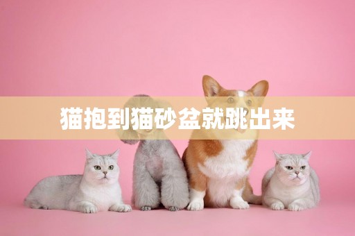 貓抱到貓砂盆就跳出來