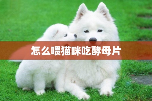 怎么喂貓咪吃酵母片