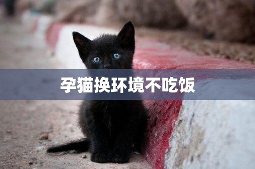 孕貓換環境不吃飯