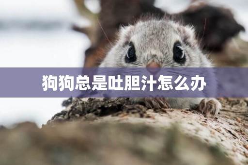 狗狗總是吐膽汁怎么辦