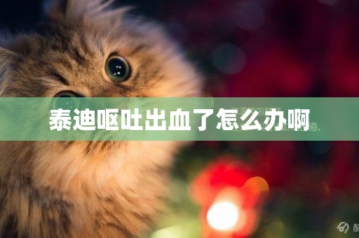 泰迪嘔吐出血了怎么辦啊