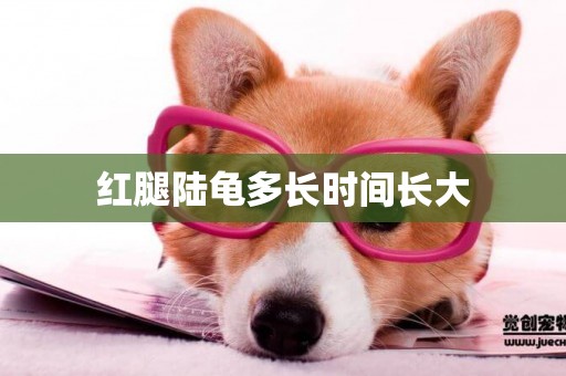紅腿陸龜多長時間長大