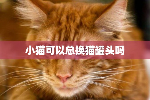 小貓可以總換貓罐頭嗎