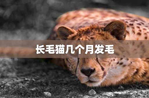 長毛貓幾個月發毛
