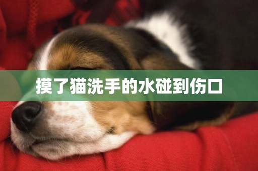 摸了貓洗手的水碰到傷口