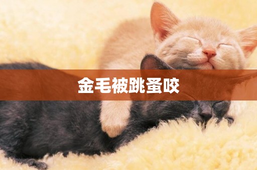 金毛被跳蚤咬