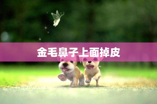 金毛鼻子上面掉皮