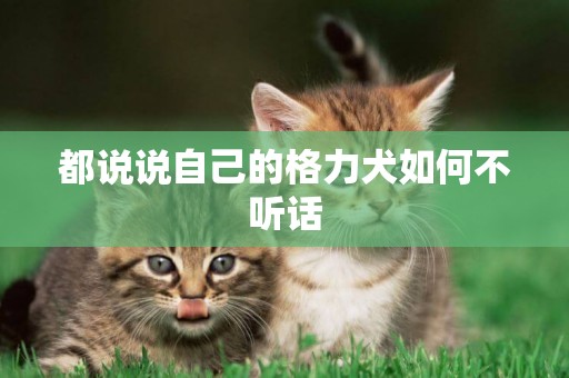 都說說自己的格力犬如何不聽話