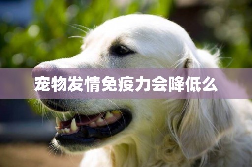 寵物發情免疫力會降低么
